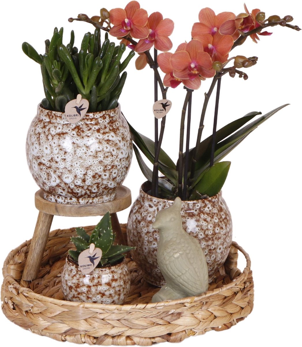 Cadeauset Untamed Nature | Plantenset met rode Phalaenopsis Orchidee en Vetplanten incl. keramische sierpotten