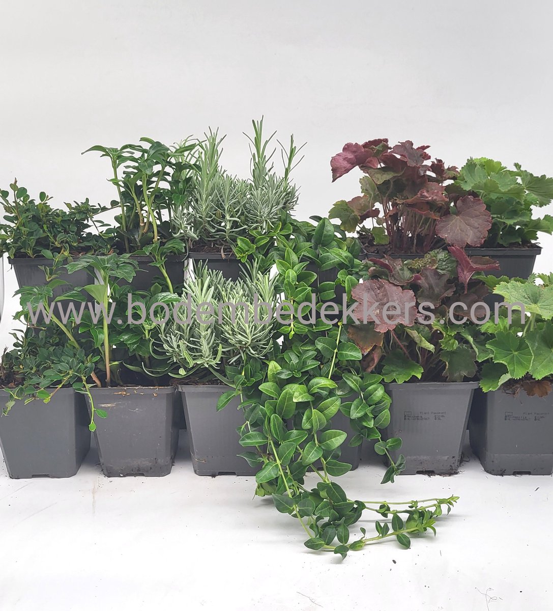 24x Tuinplanten mix - 9cm pot - 12x 2 stuks in de mix - Bodembedekkers - Visueel mooie tuinplanten - Bodembedekker - Vaste plant - Tuinplant - Winterhard - Groenblijvend - Groen