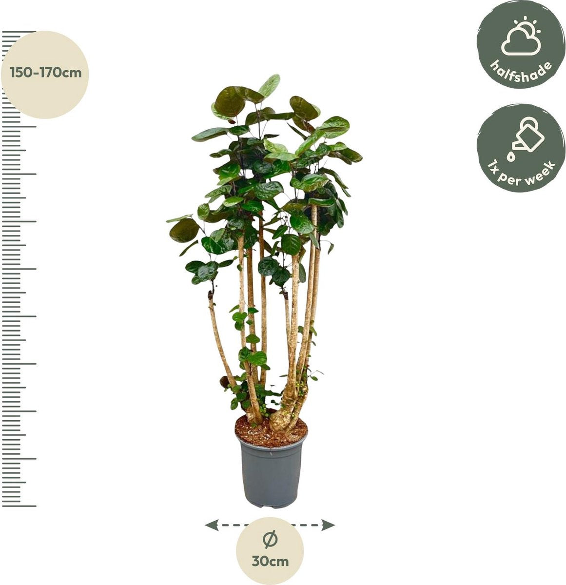 Grote variant Polyscias scutellaria (Polyscias Fabian) | Goede luchtzuiveraar voor binnenruimtes - 160 cm hoog - Ø27