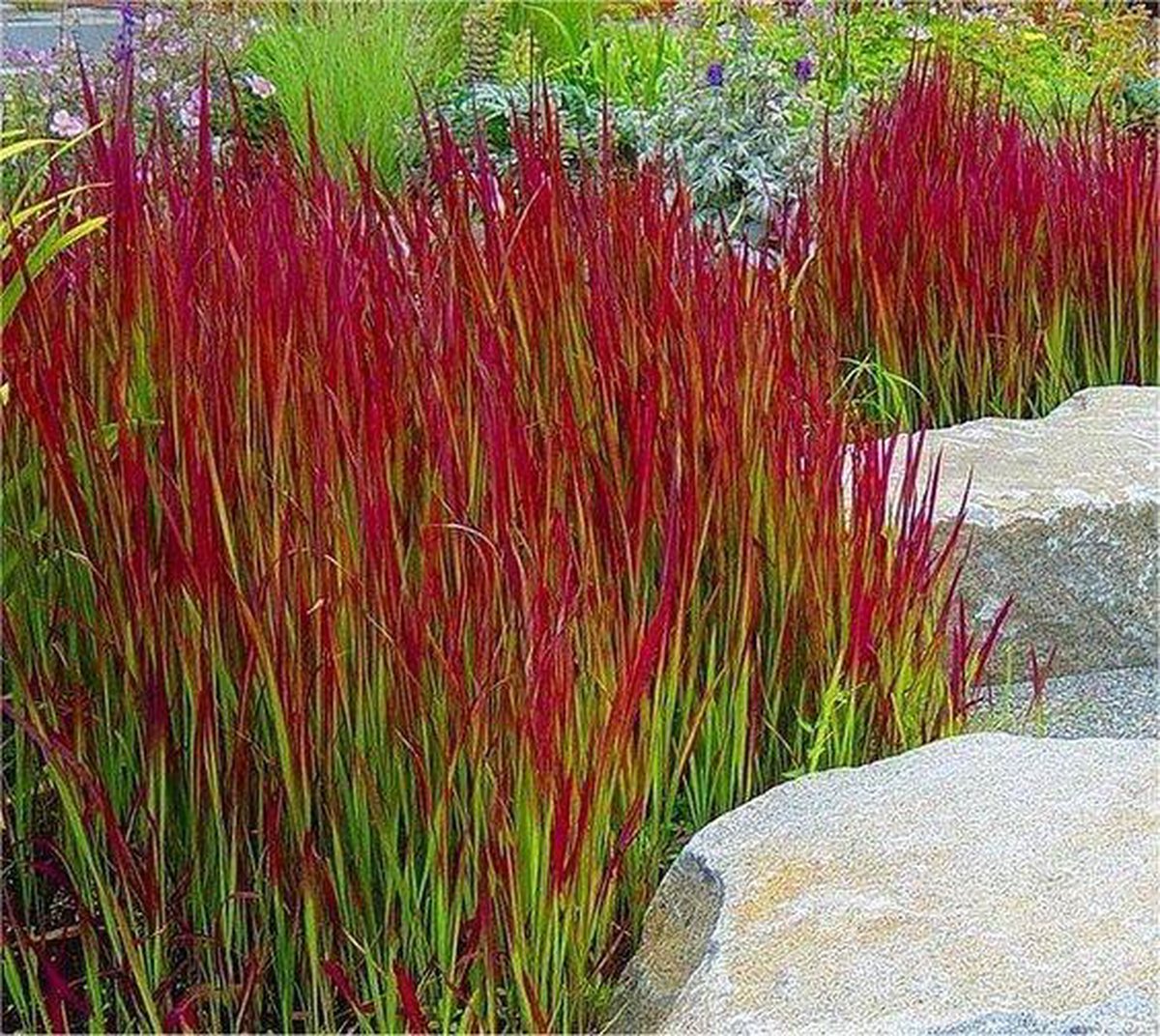 Waterdicht rechthoekig zonnezeil - 15 x 2 meter - schad12x Imperata cylindrica Red Baron - Japans Bloedgras in p9 (0,5 liter) potuwnet - bevestigingskoord - zonwering - balkon terras tuin (Kopie)