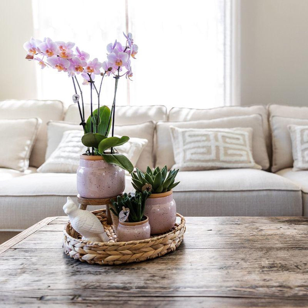 Cadeauset Romantisch | Plantenset met roze Phalaenopsis Orchidee en Succulenten incl. keramieken sierpotten