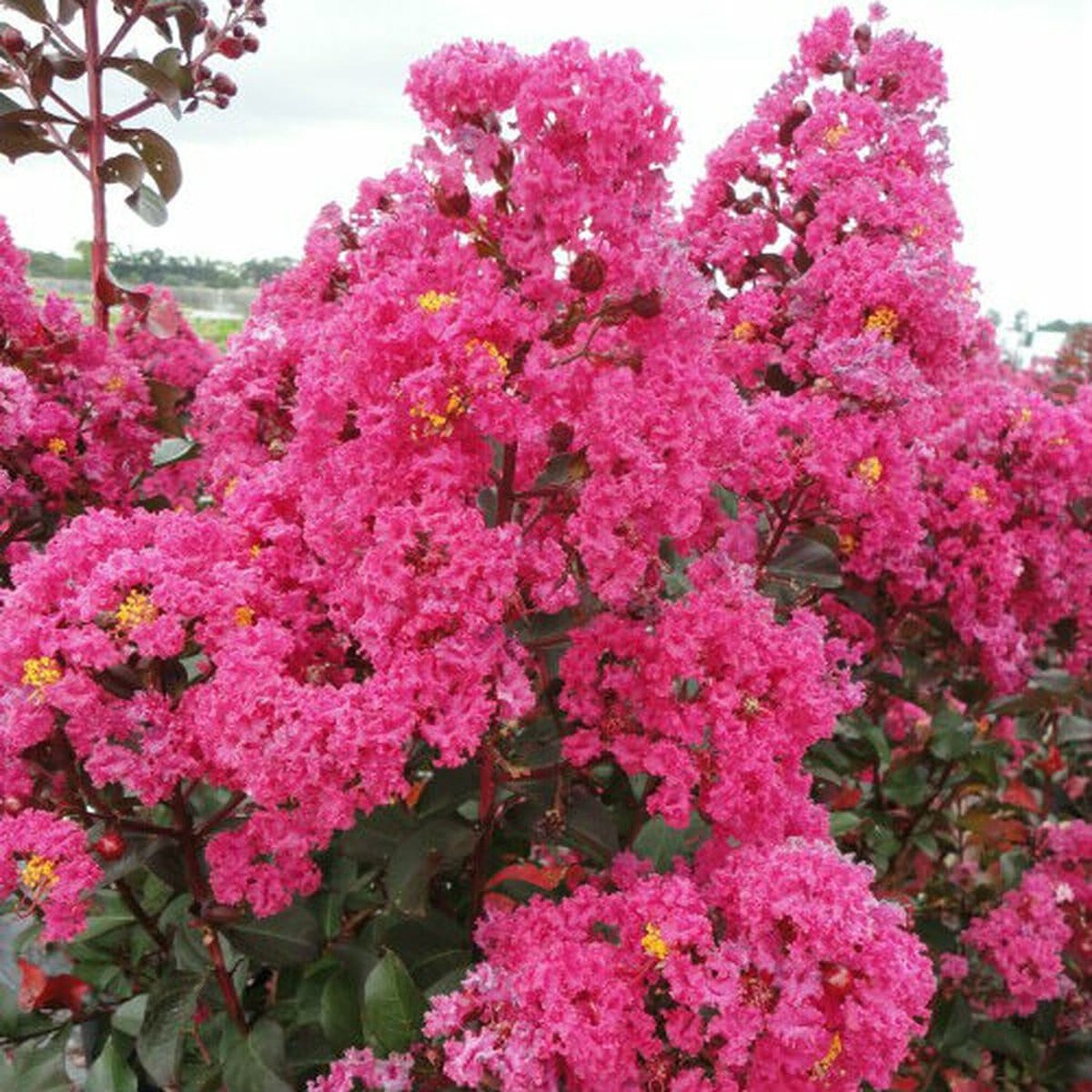 Lagerstroemia indica ‘Pink‘s Perfect Beauty‘ 100-125 cm in pot