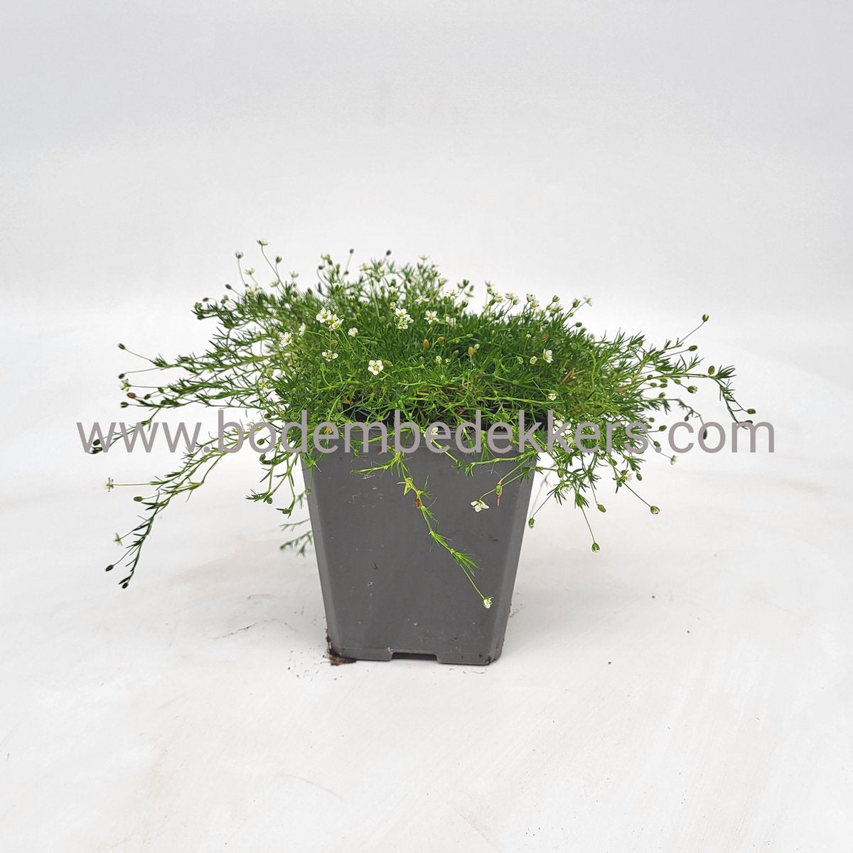 24x Sagina sub. 'Supreme' 9cm pot - Bodembedekker - Tuinplant - Winterhard - Groenblijvend - Groen