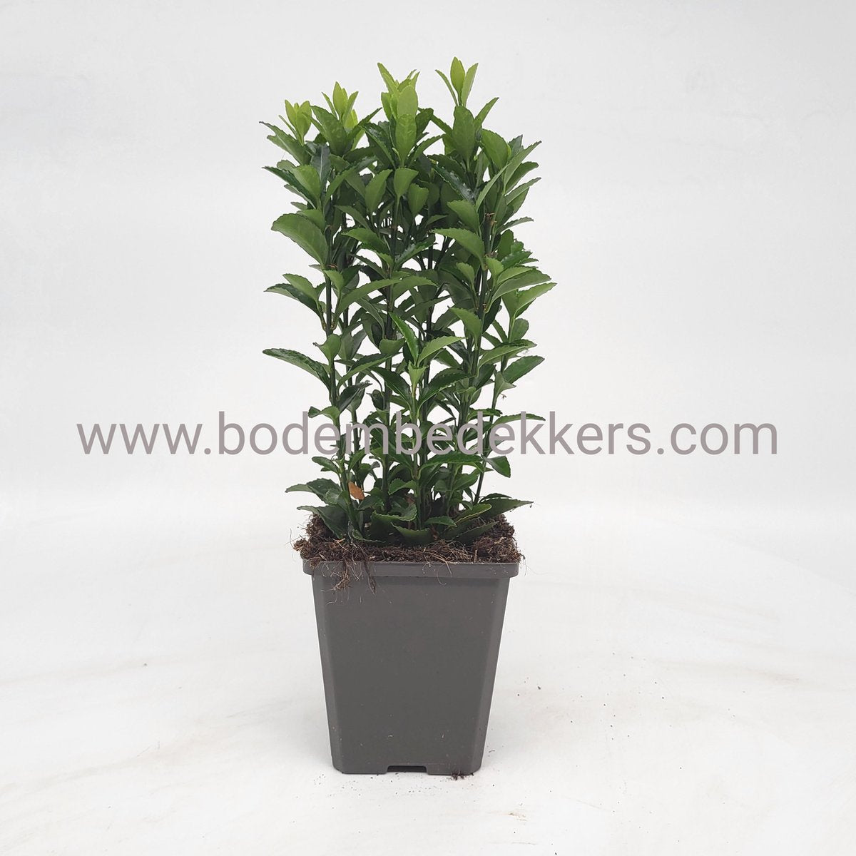 24x Euonymus jap. 'Green Spire' 9cm pot - Bodembedekker - Vaste plant - Tuinplant - Winterhard - Groenblijvend - Groen - Kardinaalsmuts