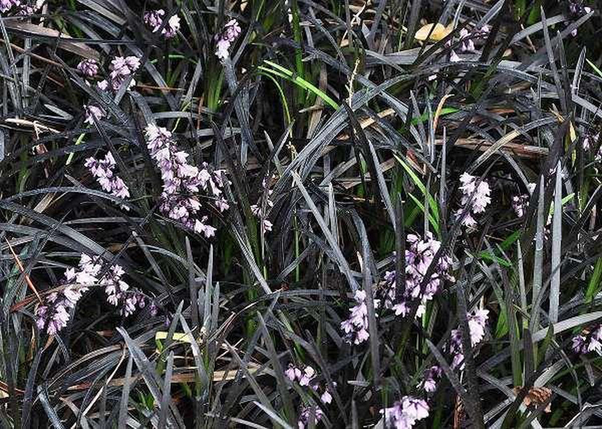 12x Ophiopogon planiscapus Niger - Zwarte Slangenbaard in p9 (0,5 liter) pot