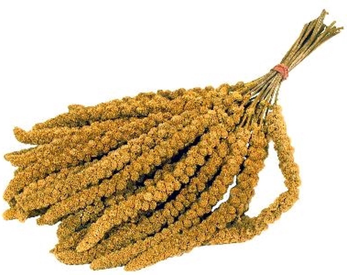 Trosgierst chinees - 15 kg - 1 stuk