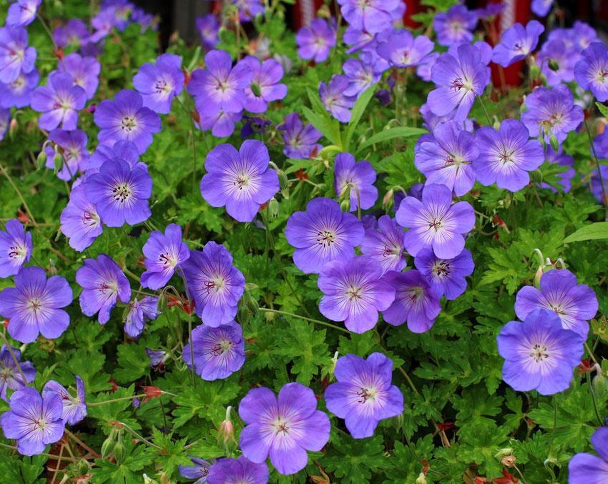12x Geranium Rozanne - Ooievaarsbek in een pot van 9 cm (0,5 liter)
