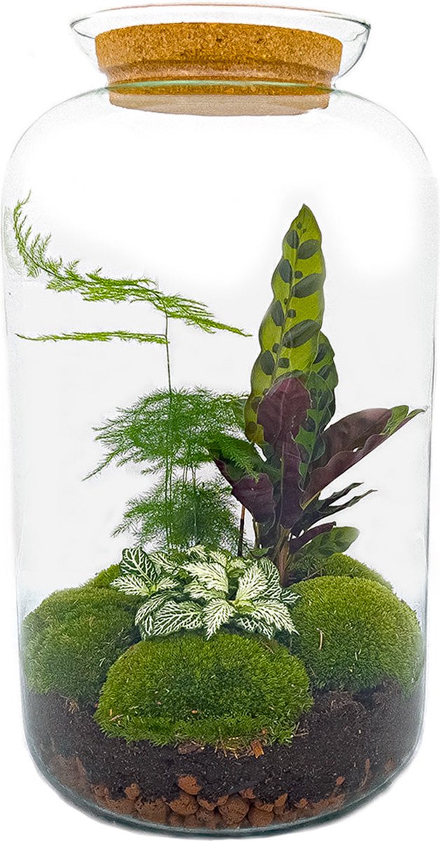 DIY terrarium - Botanical Sven XL - ↑ 43 cm