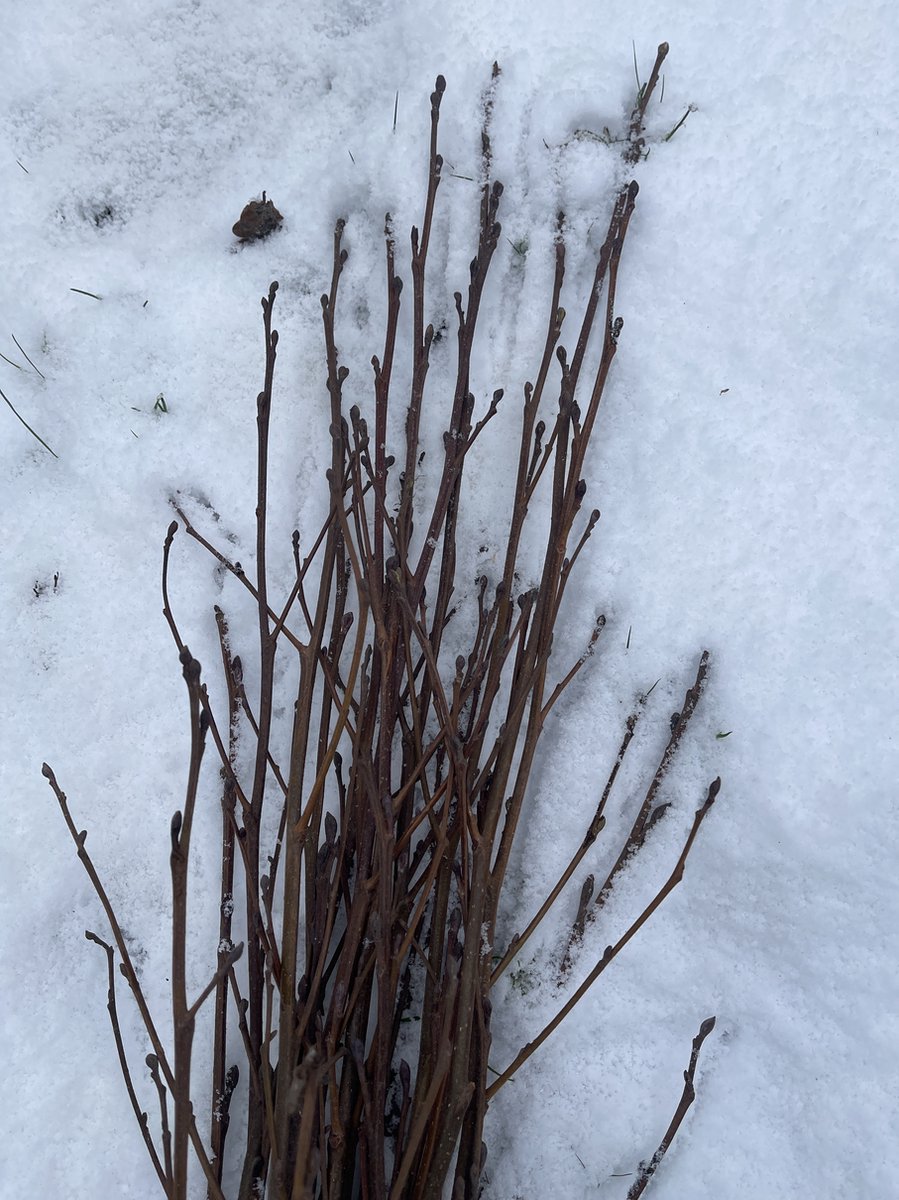 25 x Alnus glutinosa - Zwarte els 60-90 cm blote wortel