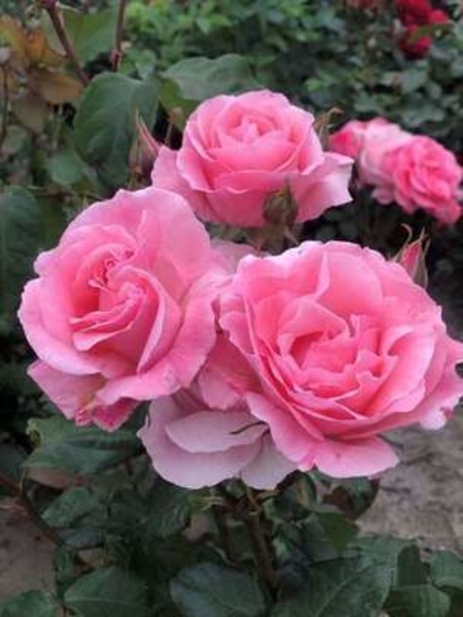 10 x Rosa 'Queen Elisabeth' - Heesterroos blote wortel
