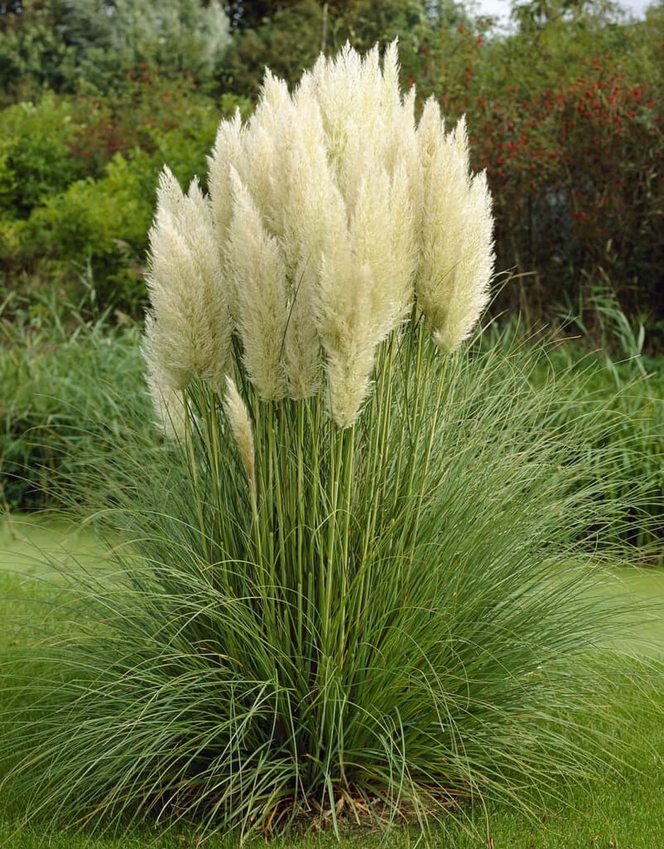 4x Cortaderia selloana 'Pumila' - Dwergpampasgras in 3 liter pot met planthoogte 30cm