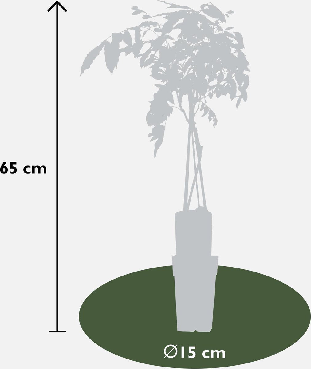 2x Blauwe Regen, kleur Lavendel Blauw, Klimplant, Wisteria sinensis 'Prolific' - ↨65cm - Ø15