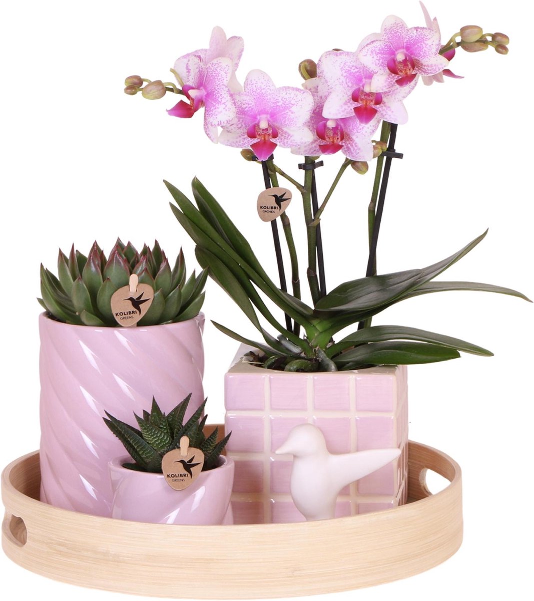 Kolibri Company | Cadeauset Kleurrijk Optimisme | Plantenset met roze Phalaenopsis Orchidee en Succulenten incl. keramieken sierpotten