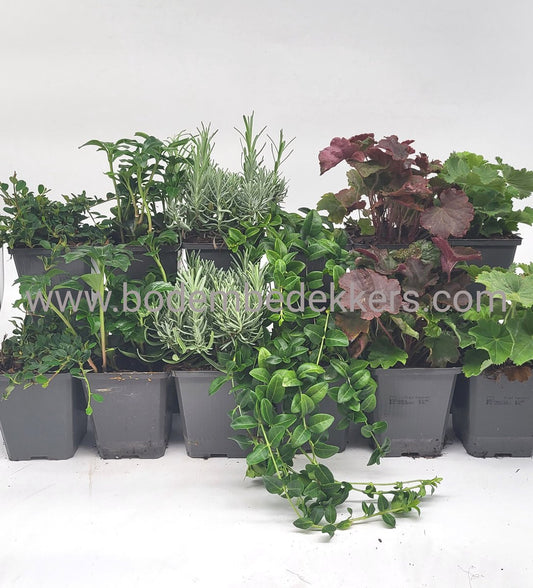 24x Tuinplanten mix - 9cm pot - 12x 2 stuks in de mix - Bodembedekkers - Visueel mooie tuinplanten - Bodembedekker - Vaste plant - Tuinplant - Winterhard - Groenblijvend - Groen