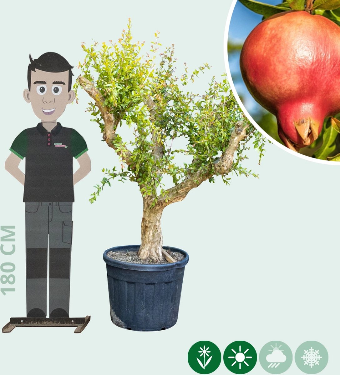 Granaatappelboom Punica granatum h 155 cm st. omtrek 35 cm