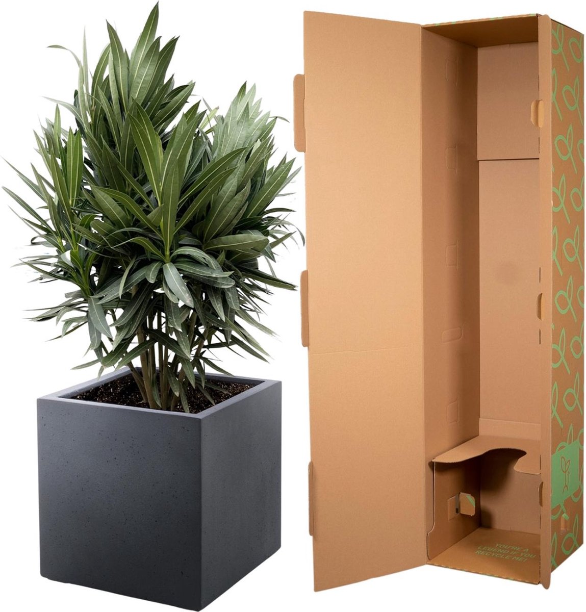 Nerium Oleander struik met rode bloem - hoogte 110 cm - potmaat Ø22, voor buiten