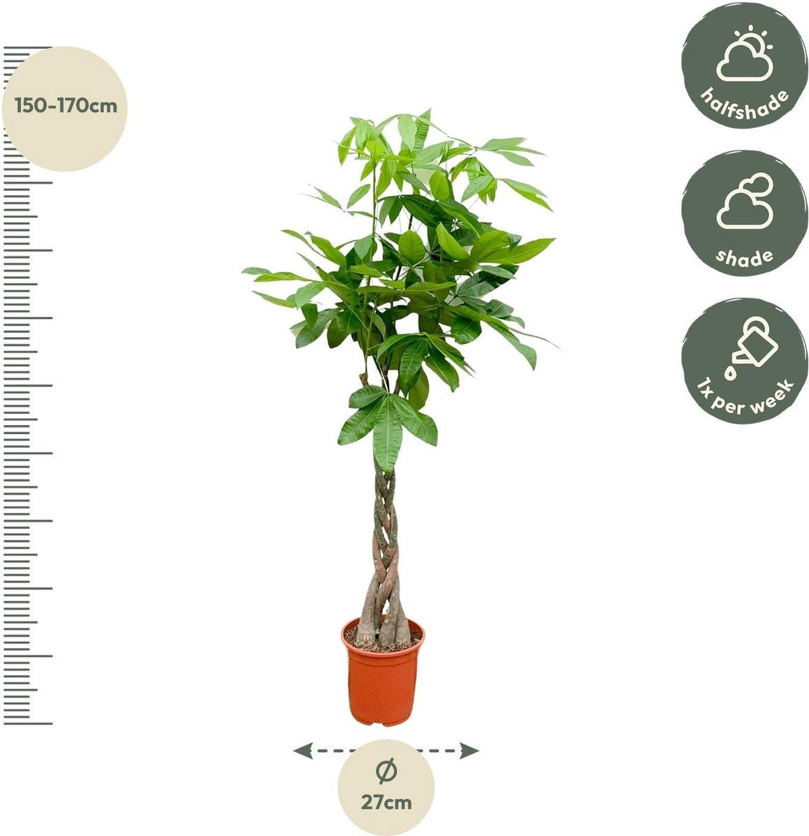 Pachira Aquatica - 180 cm - ø27