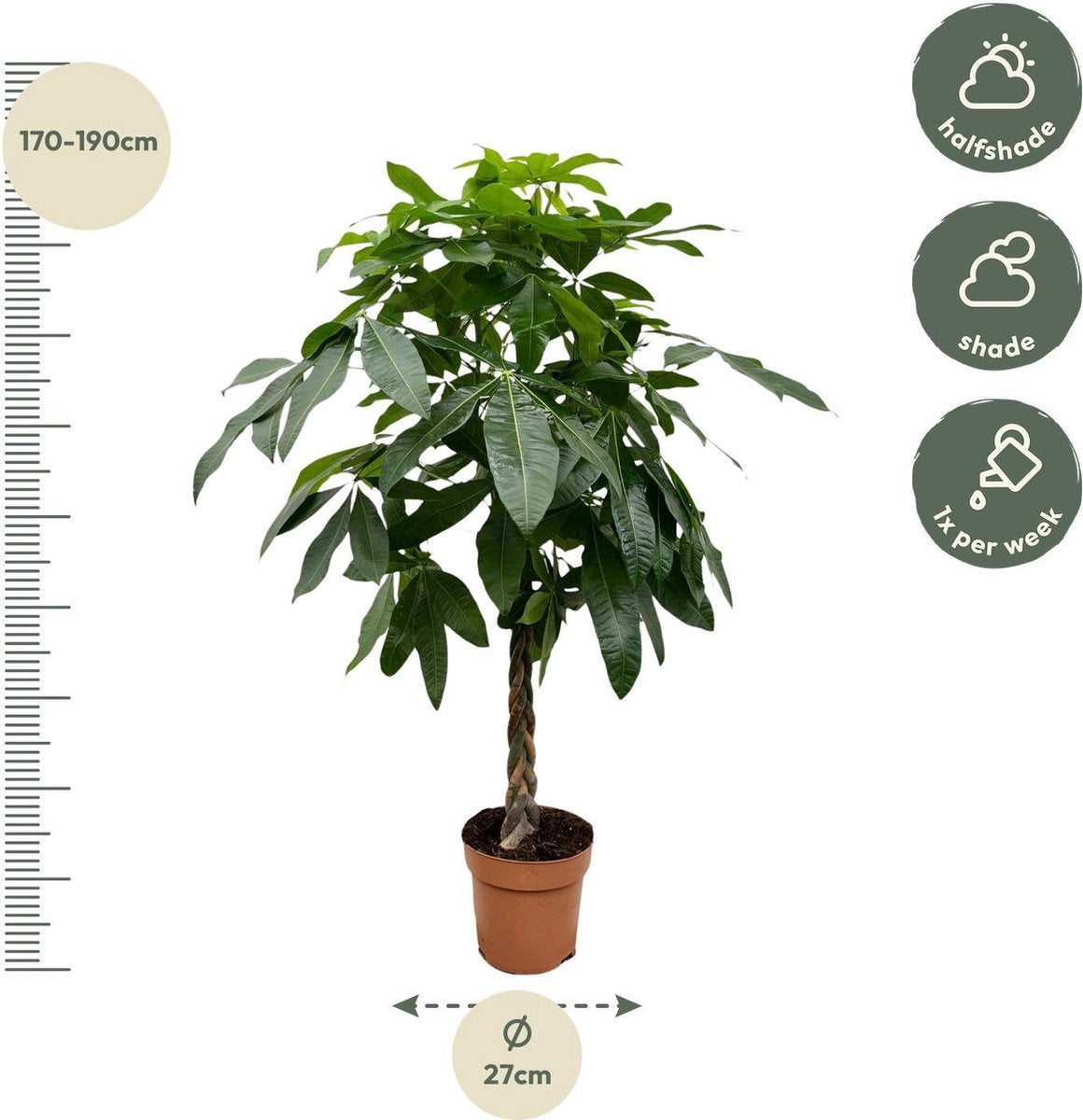 Pachira Aquatica - 180 cm - ø27