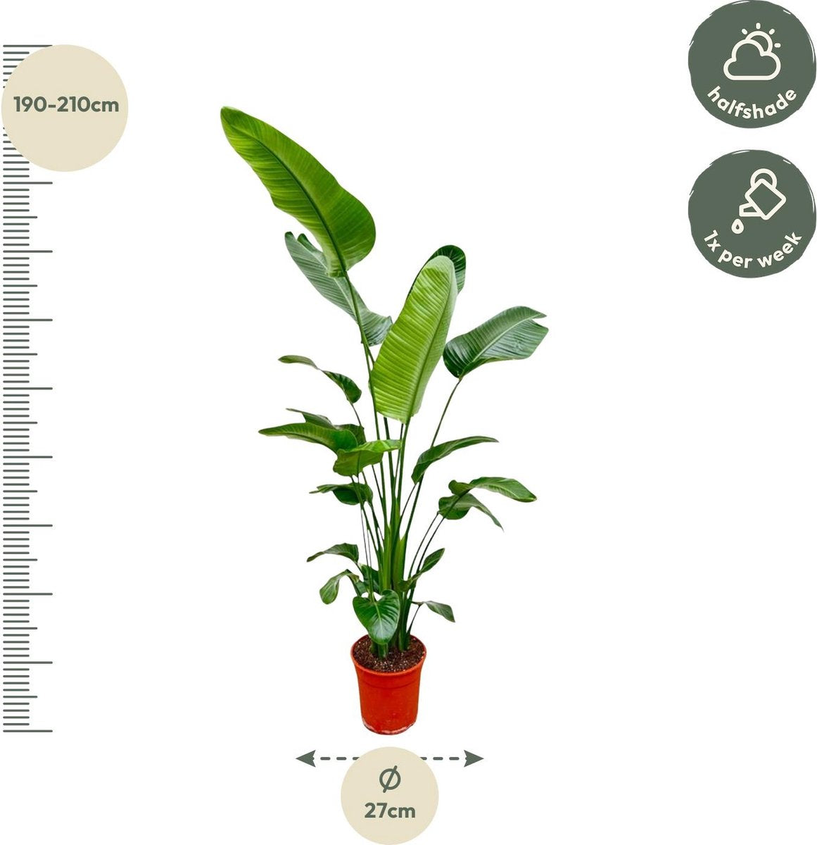 Strelitzia Nicolai 200 cm - Grote Kamerplant - Sterk luchtzuiverende plant voor diverse ruimtes