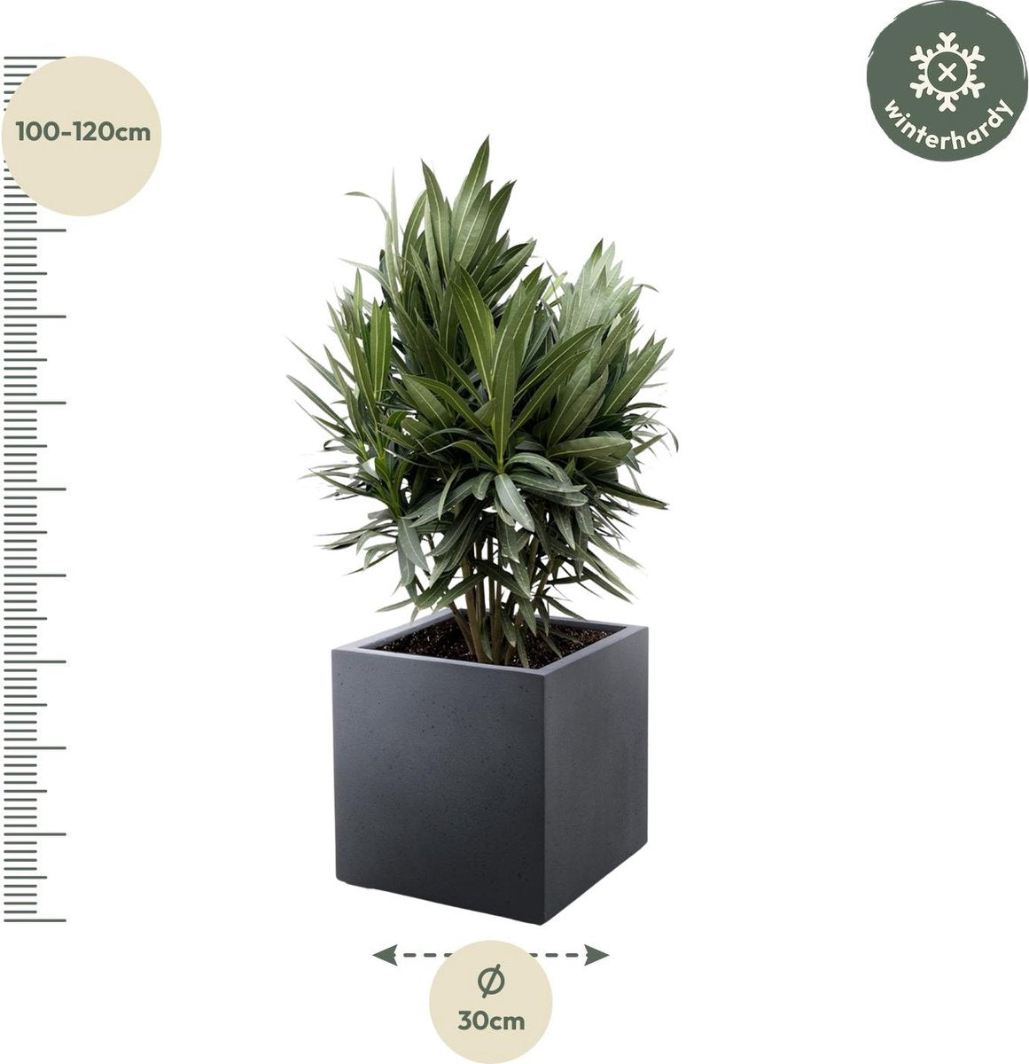 Nerium Oleander struik met rode bloem - hoogte 110 cm - potmaat Ø22, voor buiten