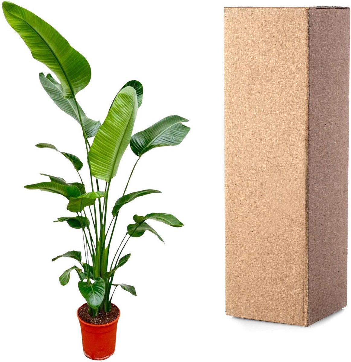 Strelitzia Nicolai 200 cm - Grote Kamerplant - Sterk luchtzuiverende plant voor diverse ruimtes
