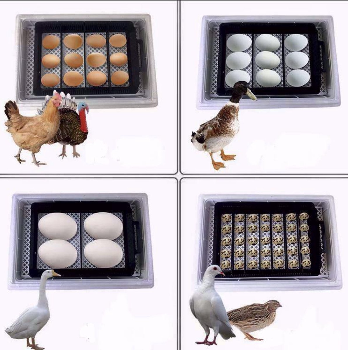 Smart Incubator for eggs - automatic rolling system with integrated candling lamp and water bottle