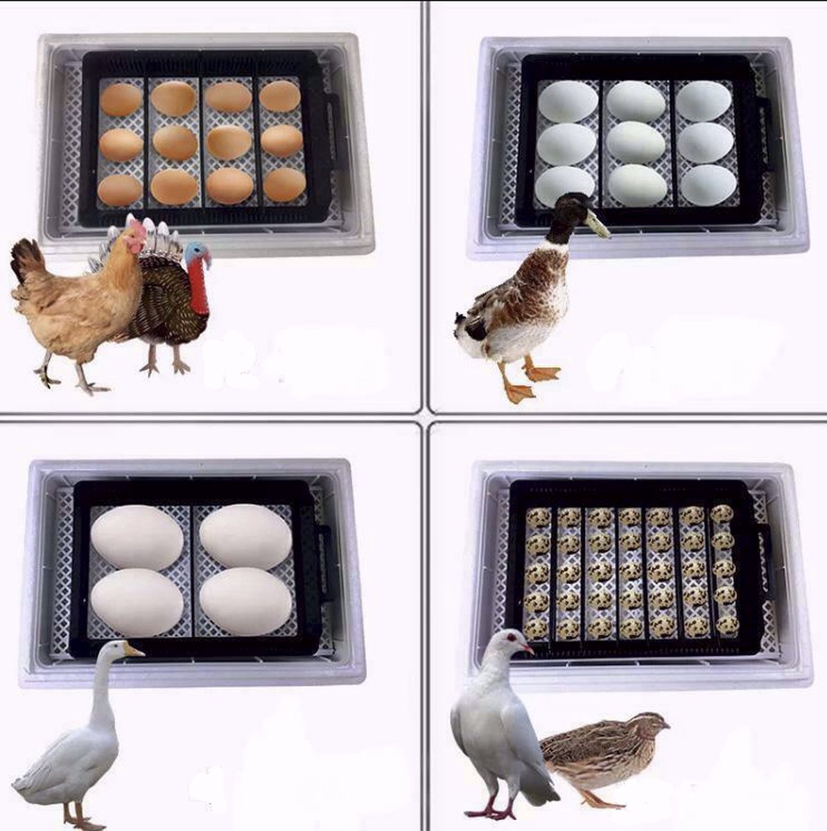 Complete hatching package - 12-egg incubator - including chick starter kit - feeder - hygrometer - Comfort heat plate 25 x 25 cm - chick feed 500 gr