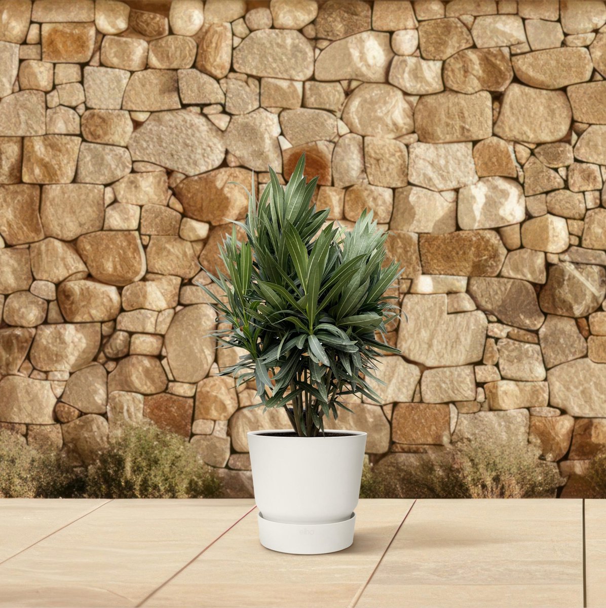 Nerium Oleander struik met rode bloem - hoogte 110 cm - potmaat Ø22, voor buiten