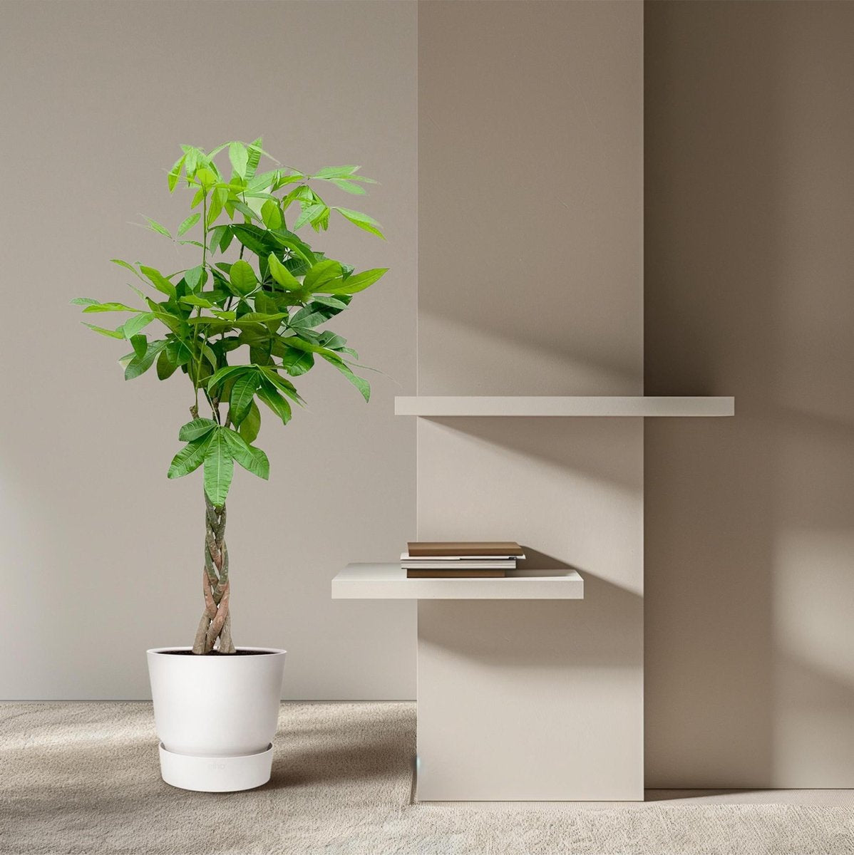 Pachira Aquatica - 180 cm - ø27