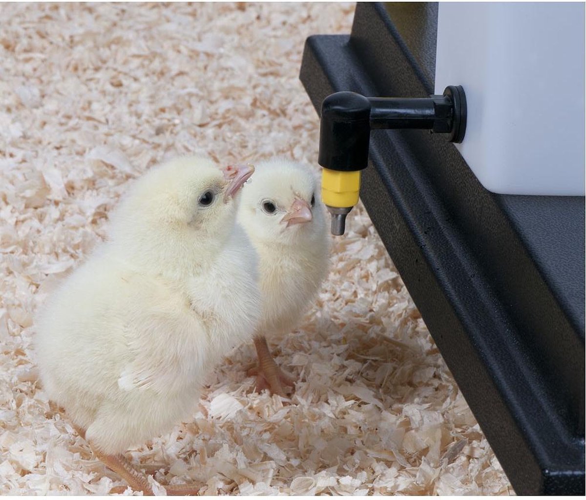 Heat plate 25 x 25 CM - Drinking bottle 0.5 L - Feeder - For chicks
