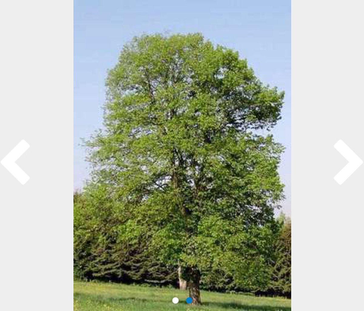 25 x Tilia cordata - Winterlinde 60-90 cm blote wortel