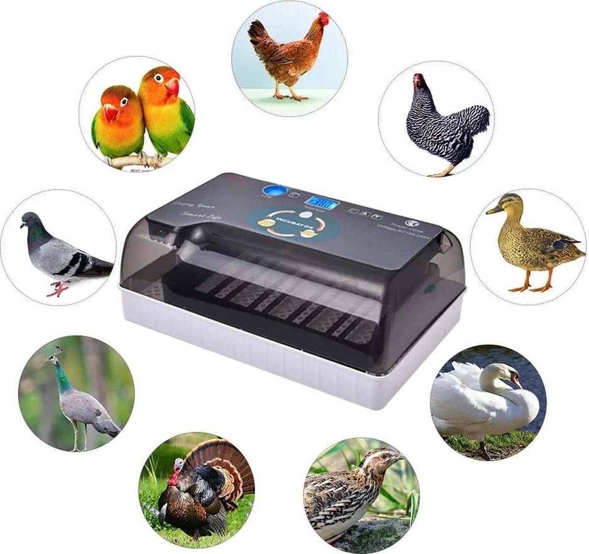Smart Incubator for eggs - automatic rolling system with integrated candling lamp and water bottle