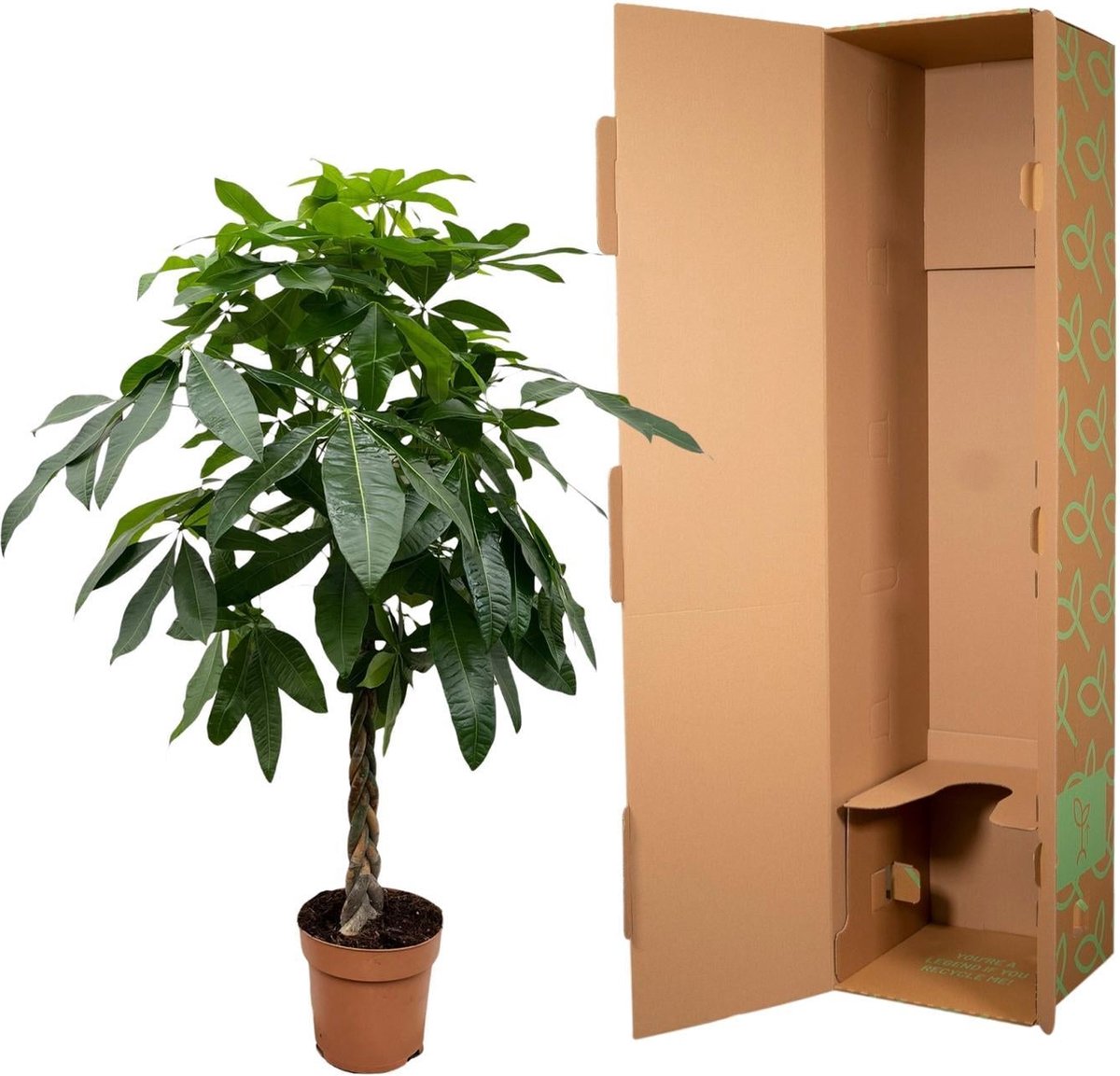 Pachira Aquatica - 180 cm - ø27
