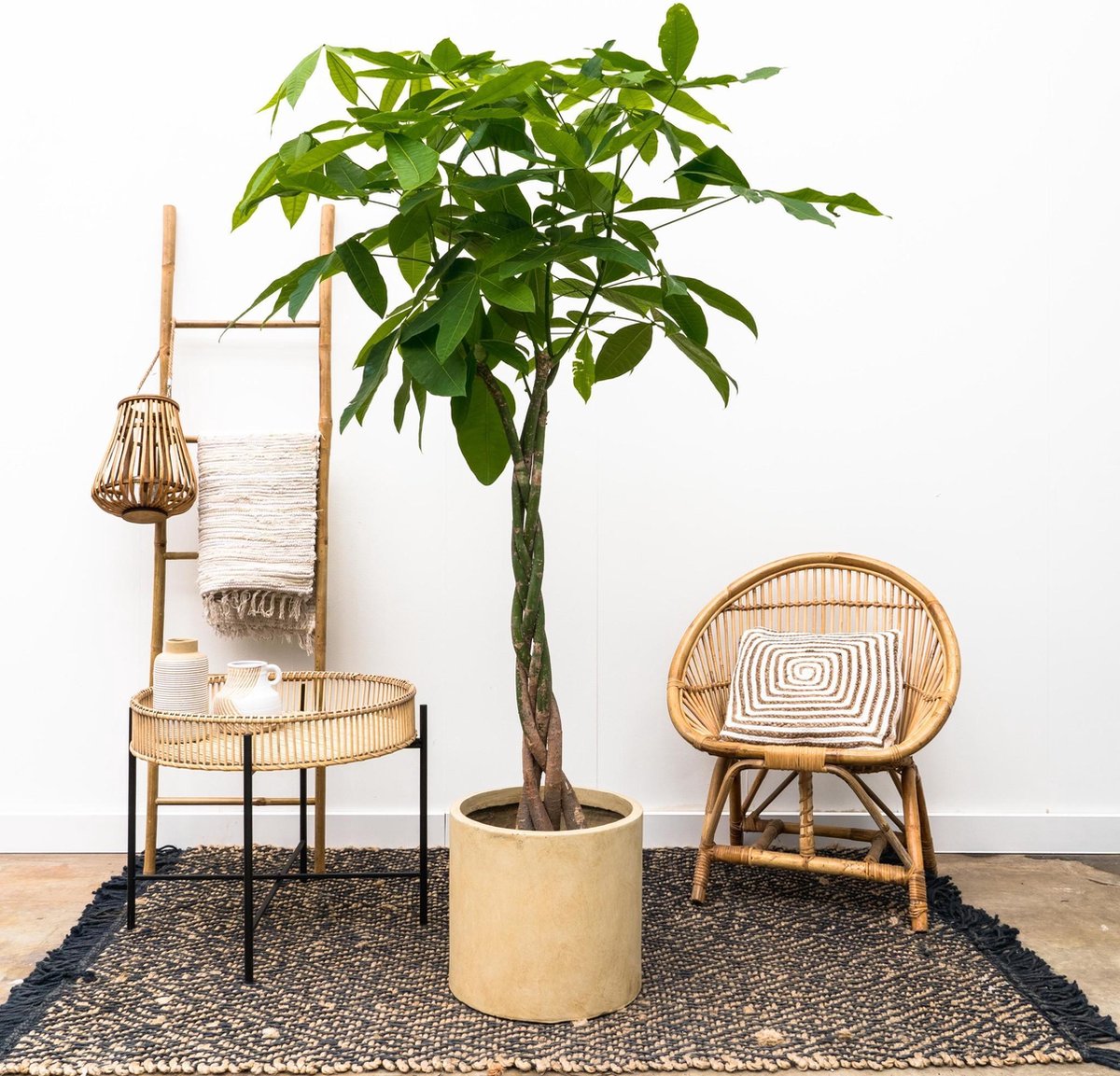 Pachira Aquatica - 180 cm - ø27