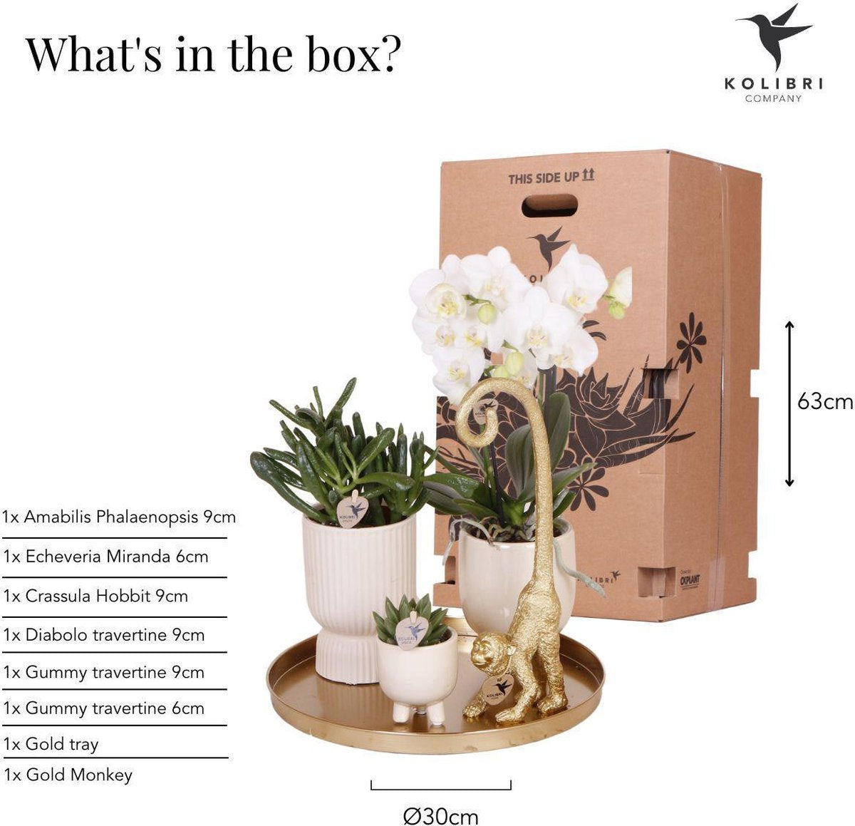 Kolibri Company | Cadeauset Luxury Living | Plantenset met witte Phalaenopsis Orchidee en Succulenten incl. keramieken sierpotten -