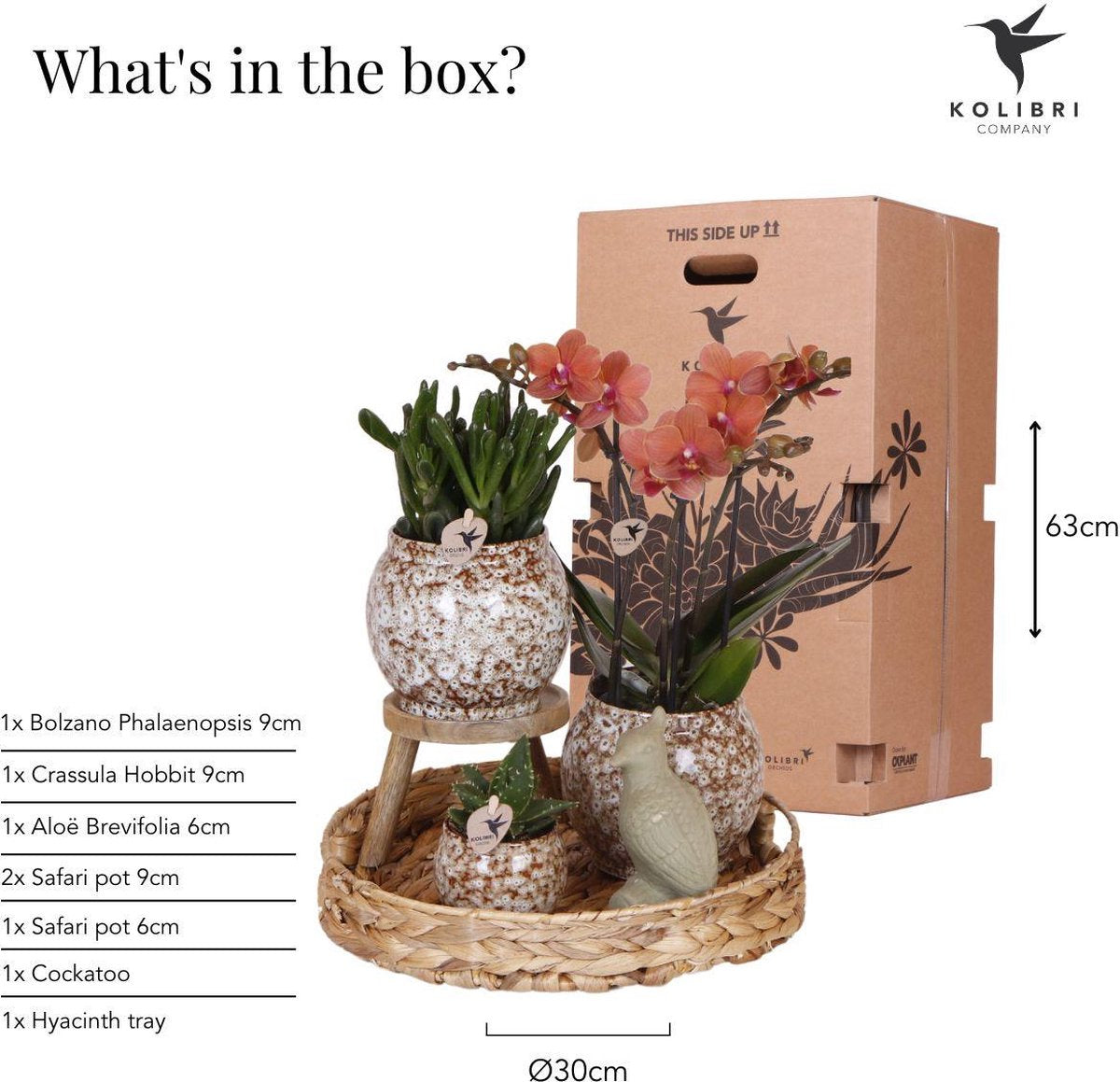 Cadeauset Untamed Nature | Plantenset met rode Phalaenopsis Orchidee en Vetplanten incl. keramische sierpotten
