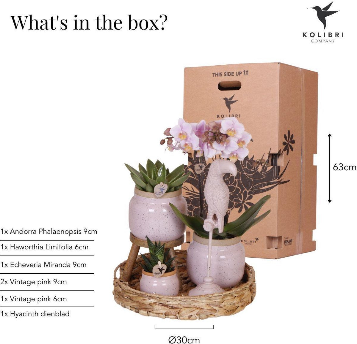 Cadeauset Romantisch | Plantenset met roze Phalaenopsis Orchidee en Succulenten incl. keramieken sierpotten
