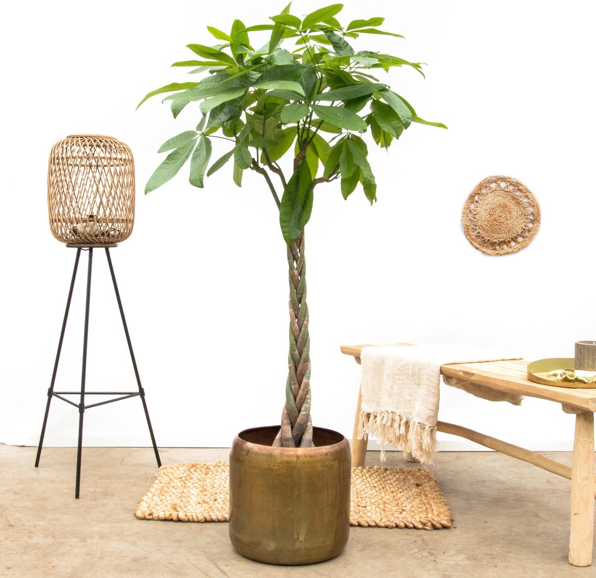Pachira Aquatica - 180 cm - ø27