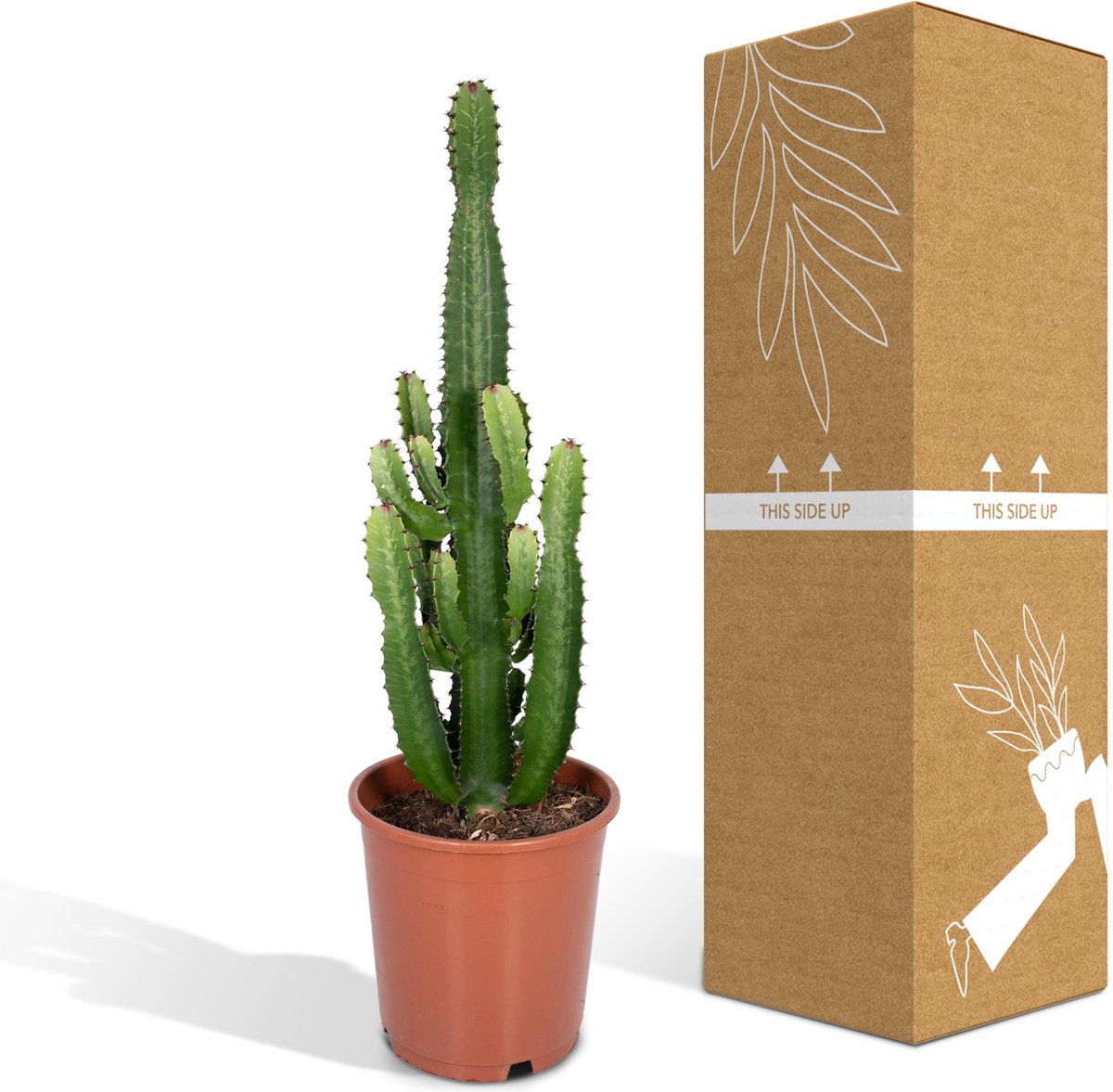 Cactus Euphorbia Acrurensis - Kamerplant - stekelige cactus voor binnen - 90cm
