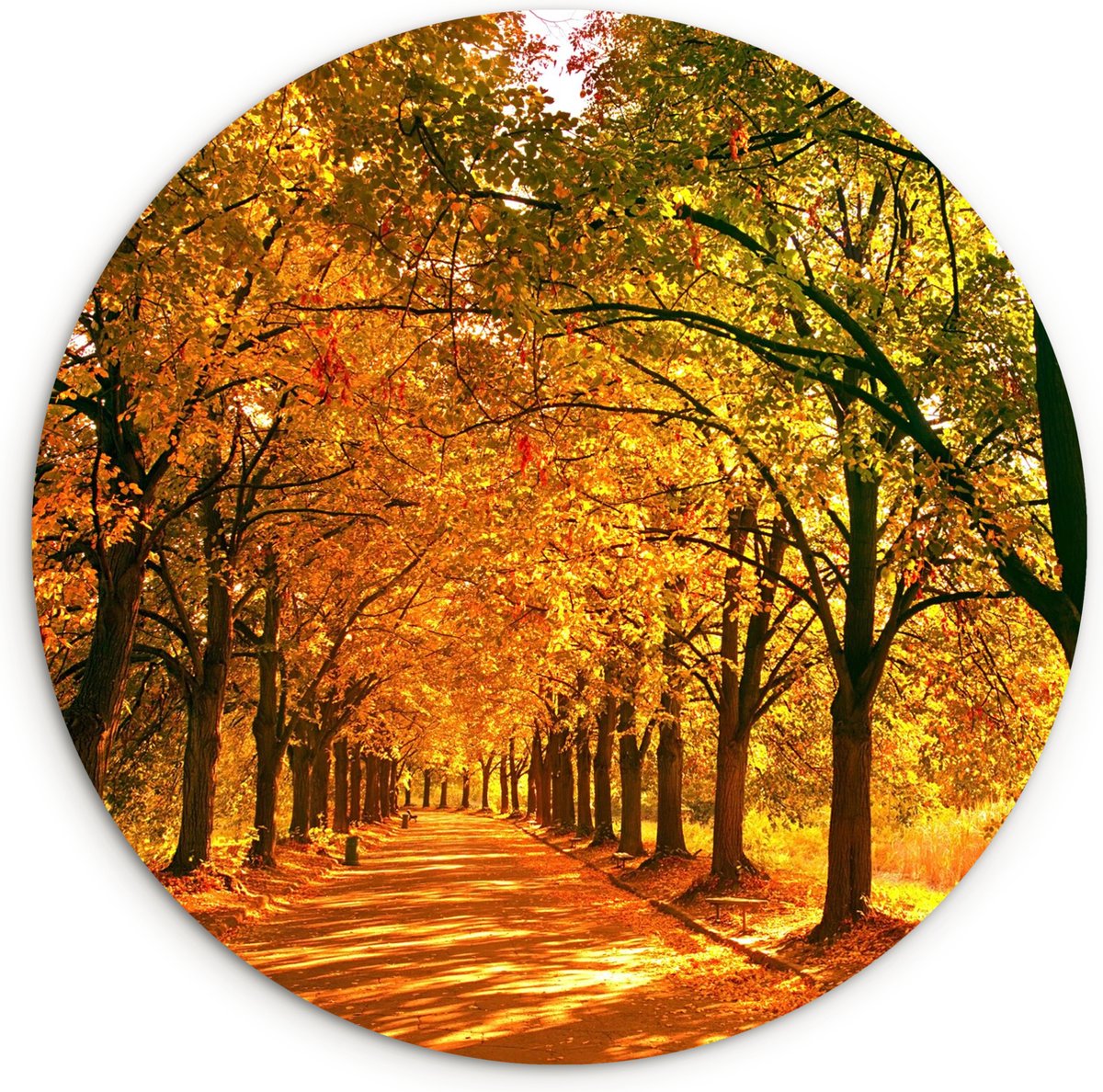 WallCircle® Muurcirkel 60x60 cm - Bos - Herfst - Seizoenen - Landelijk - Gezellig - Muurdecoratie woonkamer - Wanddecoratie slaapkamer - Kamer decoratie accessoires - Ronde schilderijen - Woonaccessoires cirkel binnen