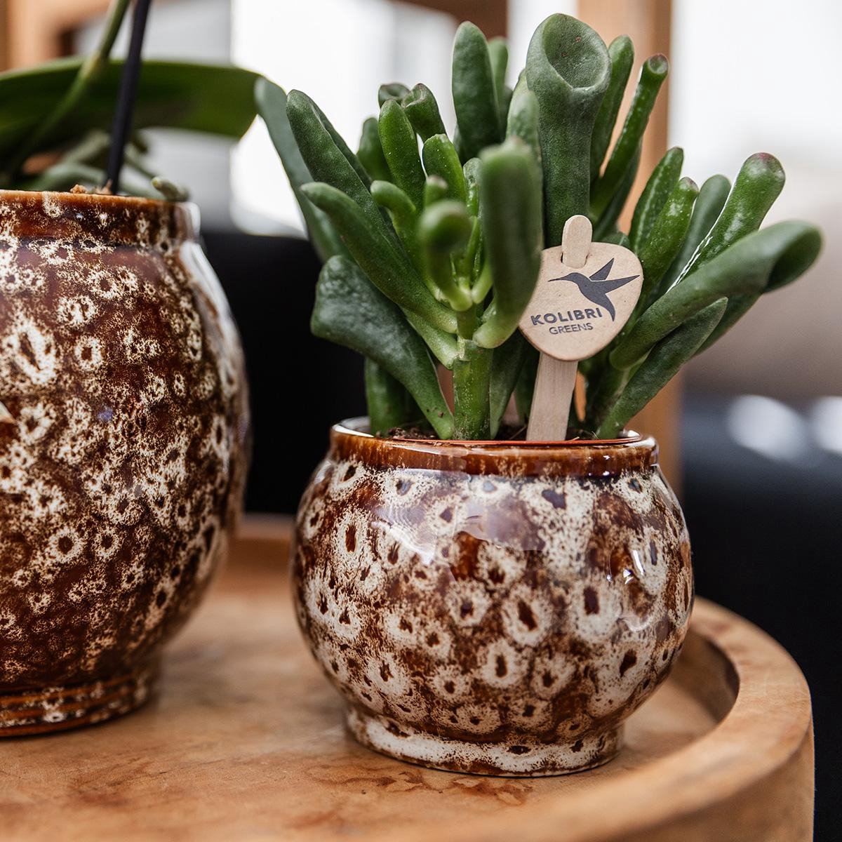 Cadeauset Untamed Nature | Plantenset met rode Phalaenopsis Orchidee en Vetplanten incl. keramische sierpotten
