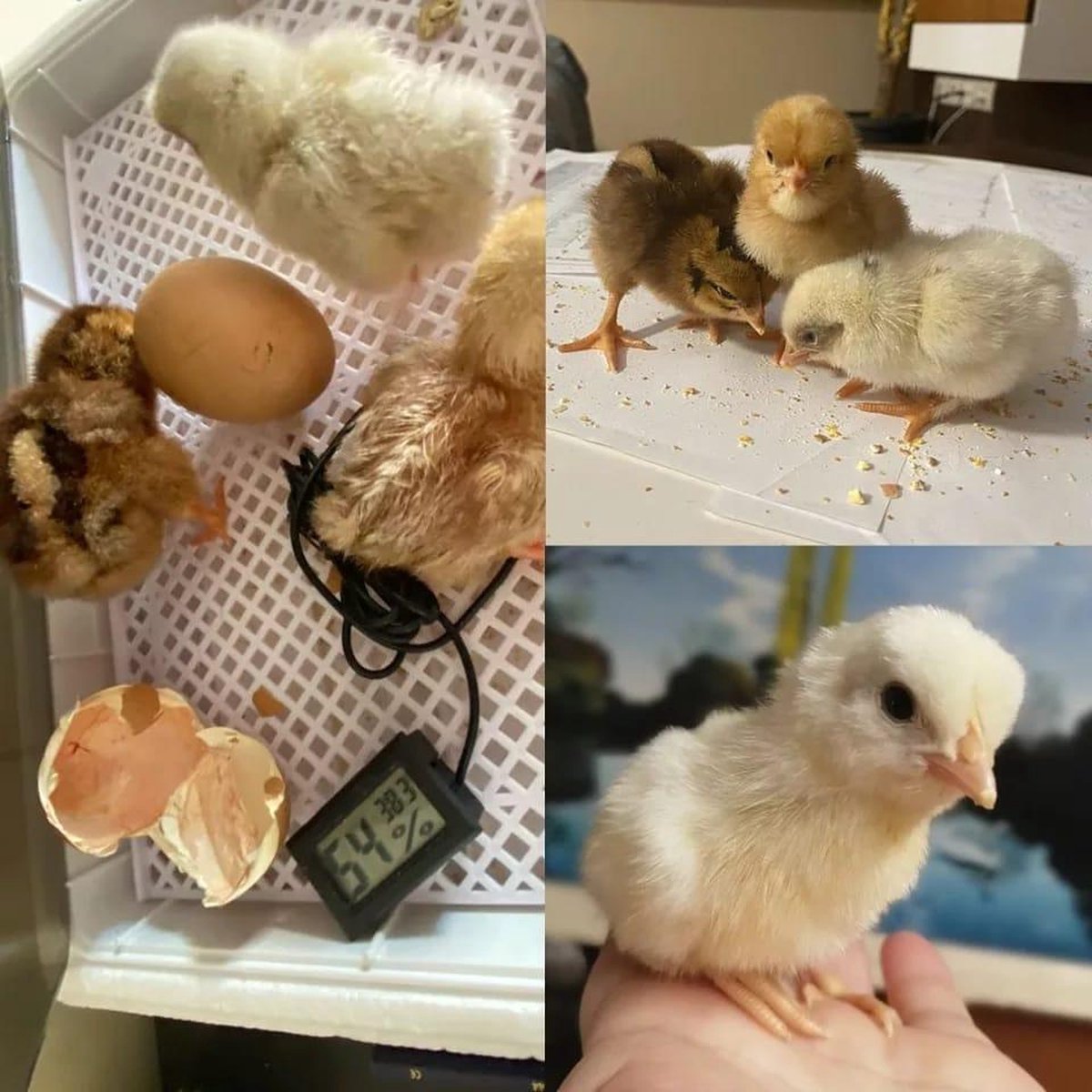 Smart Incubator for eggs - automatic rolling system with integrated candling lamp and water bottle