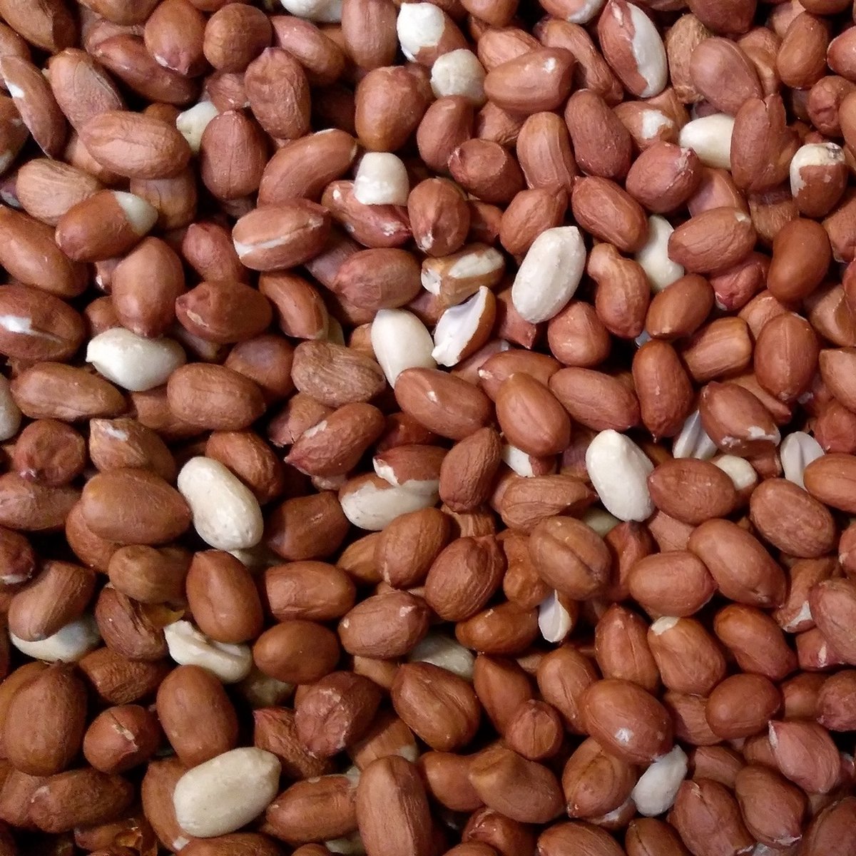 Peanuts - Shelled Peanuts - High quality - Oil-rich - 20kg (2x10kg)
