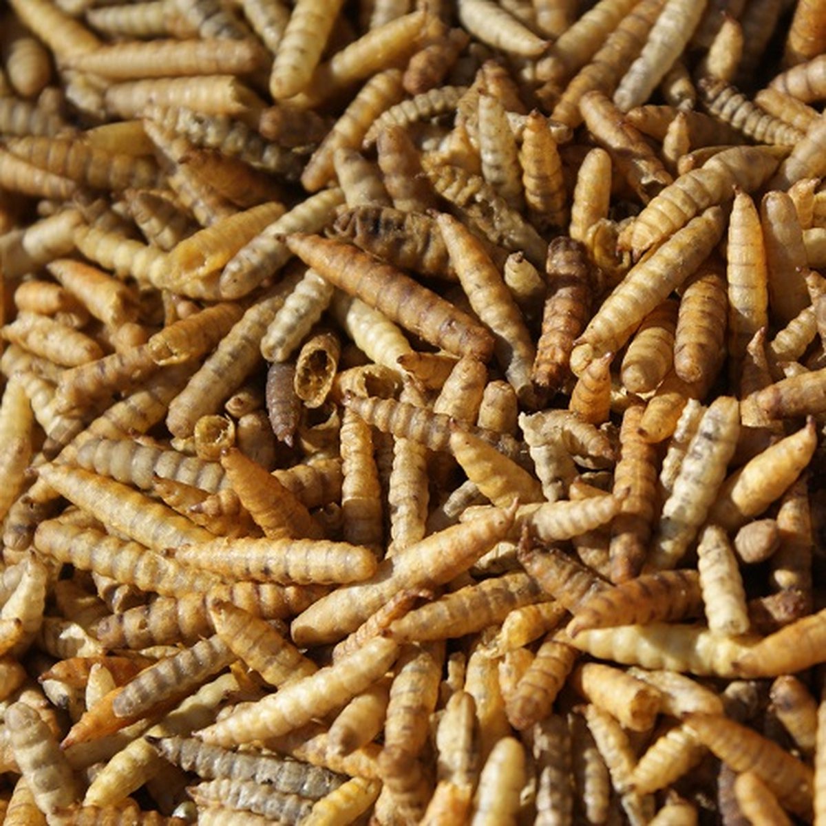 Nutriworms - Zwarte Soldatenvlieg Larven - 7,4 Liter - 10KG - Buitenvogelvoer