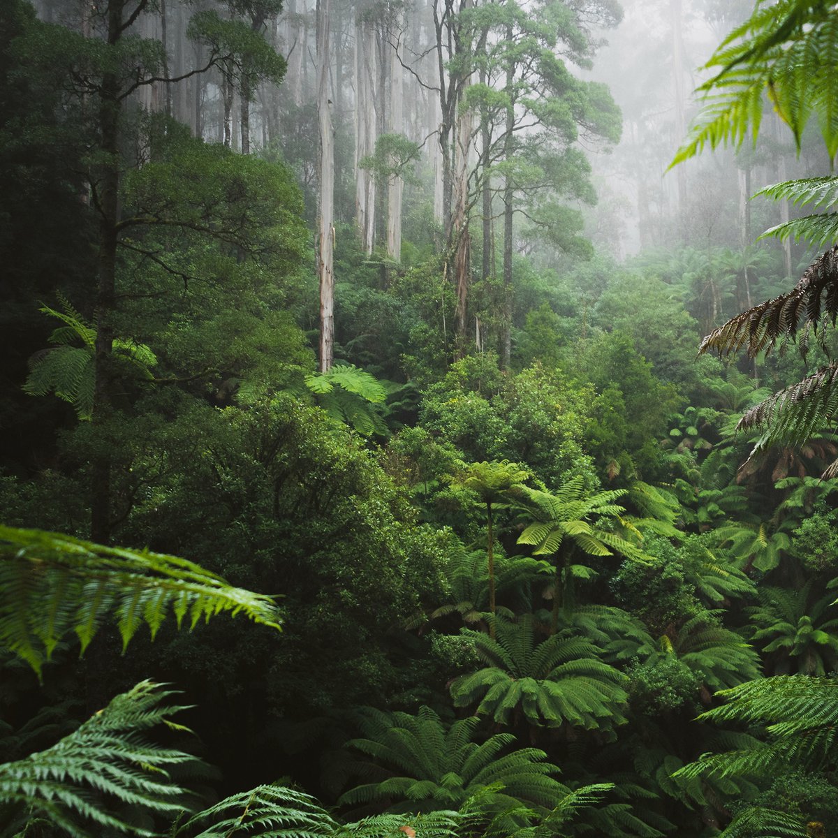 Fotobehang - Vliesbehang - Tropisch regenwoud - Jungle - Bos - 368 x 254 cm