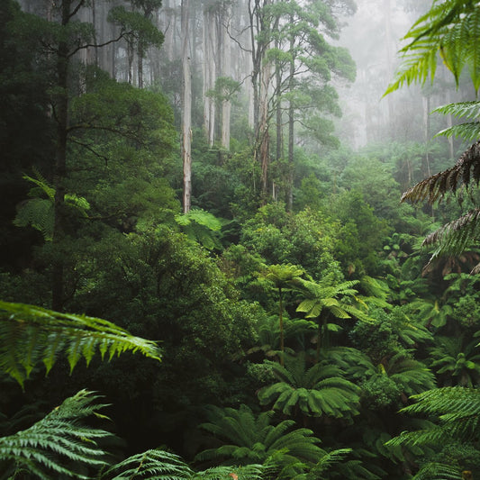 Fotobehang - Vliesbehang - Tropisch regenwoud - Jungle - Bos - 368 x 254 cm