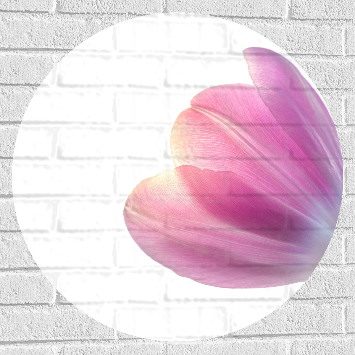 Wall Decal Circle - Flower - Sun - Purple - 70x70 cm Photo on Wall Decal