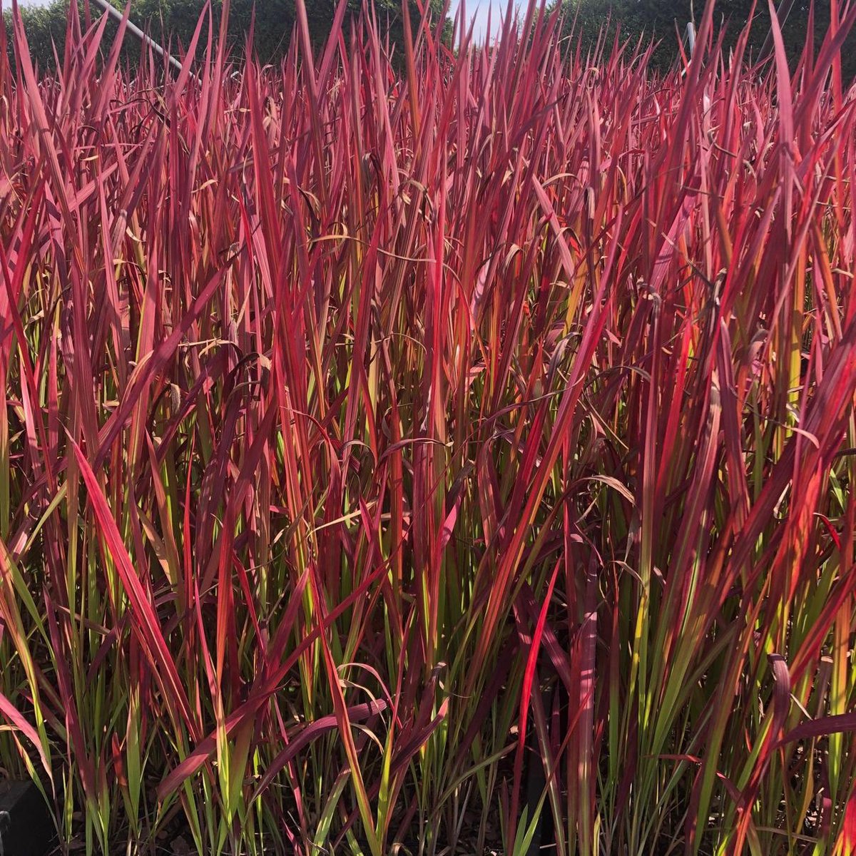 Waterdicht rechthoekig zonnezeil - 15 x 2 meter - schad12x Imperata cylindrica Red Baron - Japans Bloedgras in p9 (0,5 liter) potuwnet - bevestigingskoord - zonwering - balkon terras tuin (Kopie)