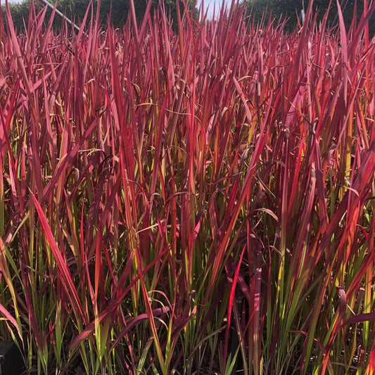 Waterdicht rechthoekig zonnezeil - 15 x 2 meter - schad12x Imperata cylindrica Red Baron - Japans Bloedgras in p9 (0,5 liter) potuwnet - bevestigingskoord - zonwering - balkon terras tuin (Kopie)