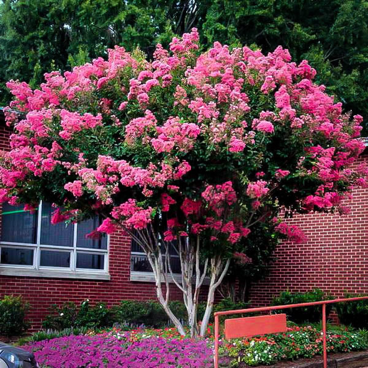 Lagerstroemia indica ‘Pink‘s Perfect Beauty‘ 100-125 cm in pot